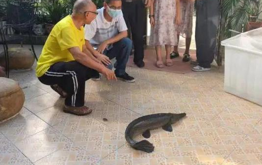 男子钓到一条怪鱼养了15年换了3次鱼缸：不敢放生啊