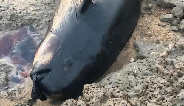 驴友在鄱阳湖湖滩发现江豚尸体 当地：干旱影响明显