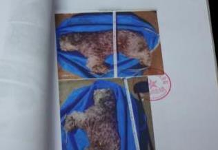 保安毒死小区11只宠物犬获刑 律师：投毒行为危害公共安全 