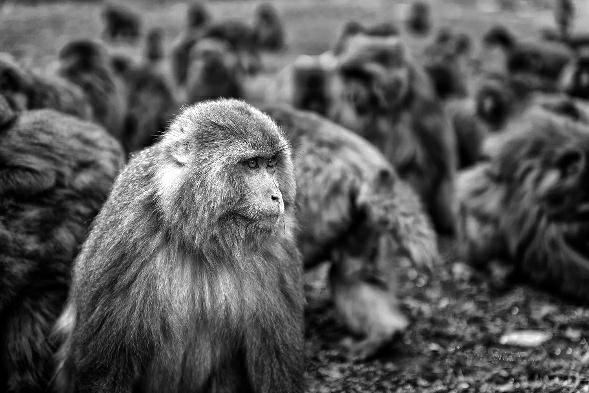 陕西最大的猴子——藏酋猴
