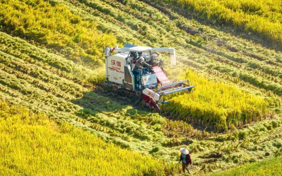 秋染田野遍地金黄 航拍“赣中粮仓”壮美丰收图景
