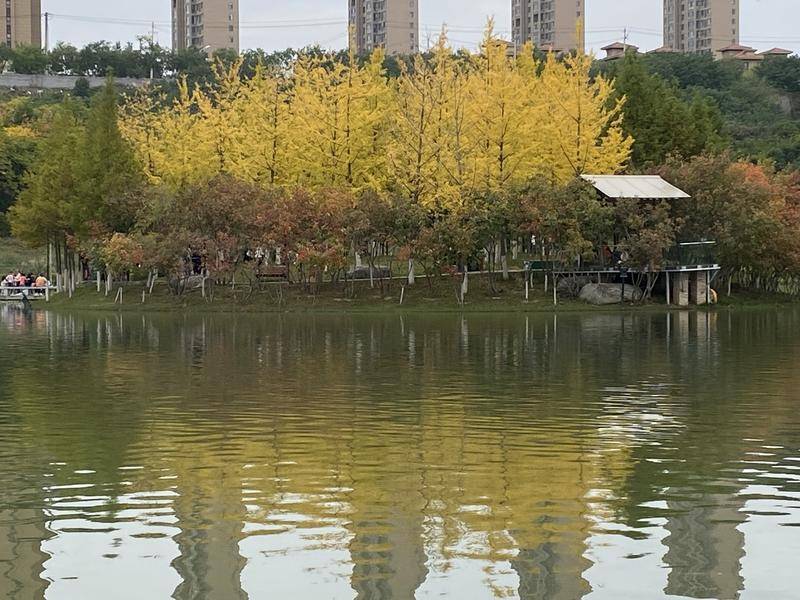 粉黛温柔枫叶浓烈 西安的公园秋景正美