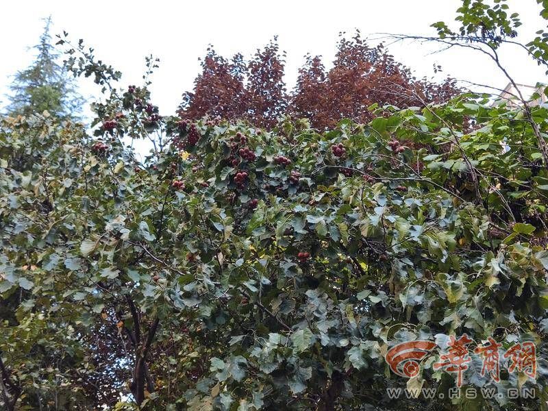 小区内的山楂树已经结果 靠<span class=