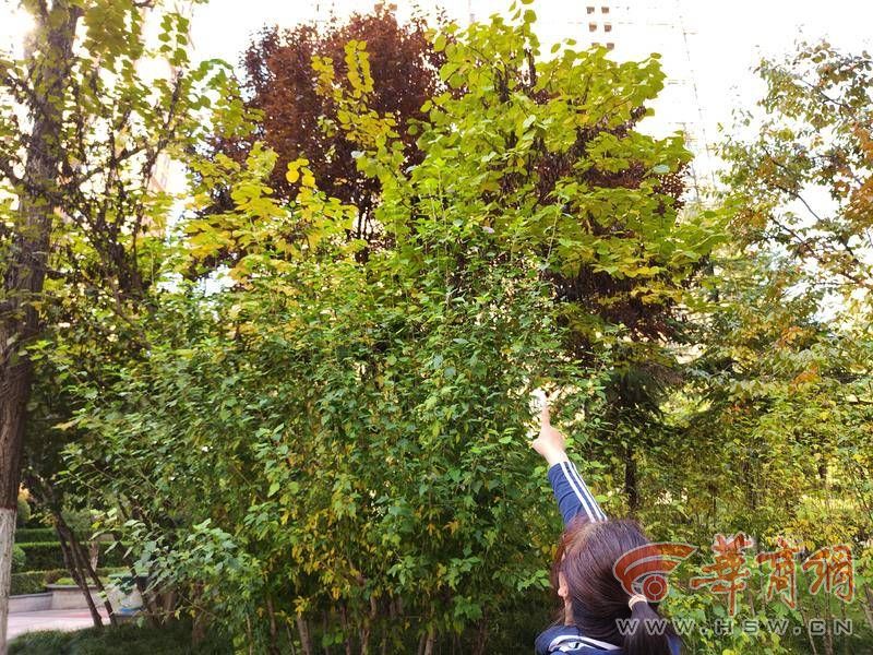 业主柳女士发现了树上的山楂.jpg