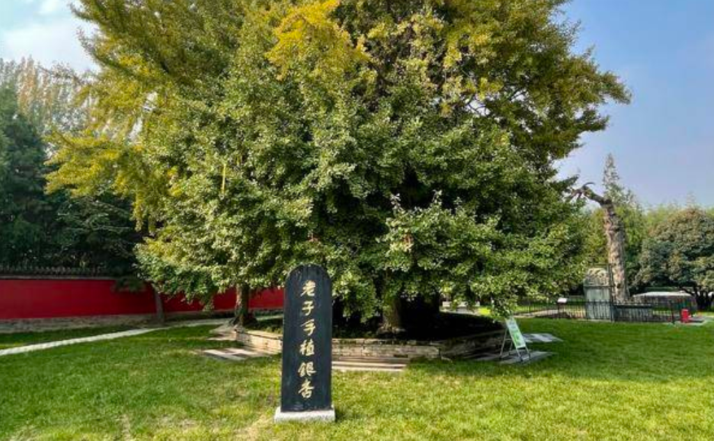 2600余岁的“老子手植银杏”：用四根“支撑柱”托着 即将迎来最美时节
