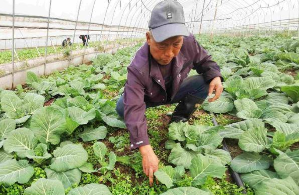 华商头条|二十大时光丨西安市长安区王曲街道曙光村曾经的脱贫户 如今成为村里大棚负责人