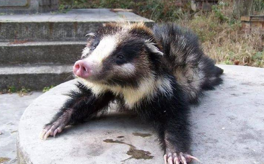 国家二级保护动物猪獾误入村庄 周至警民协力救助