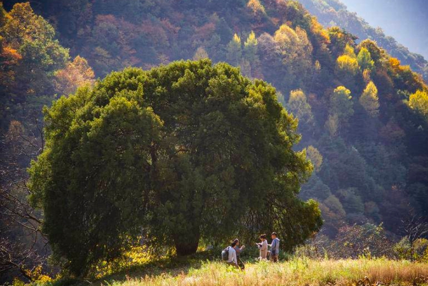 记者徒步爬山两个多小时 终于一睹“秦岭红豆杉之王”芳容
