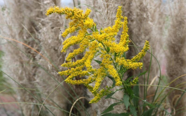 渭河边发现加拿大一枝黄花 专家：受自然条件影响无法有性繁殖 危害不大