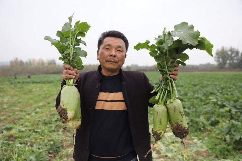 华商直播帮|愁坏了 这位残疾人村民种的10亩萝卜滞销了