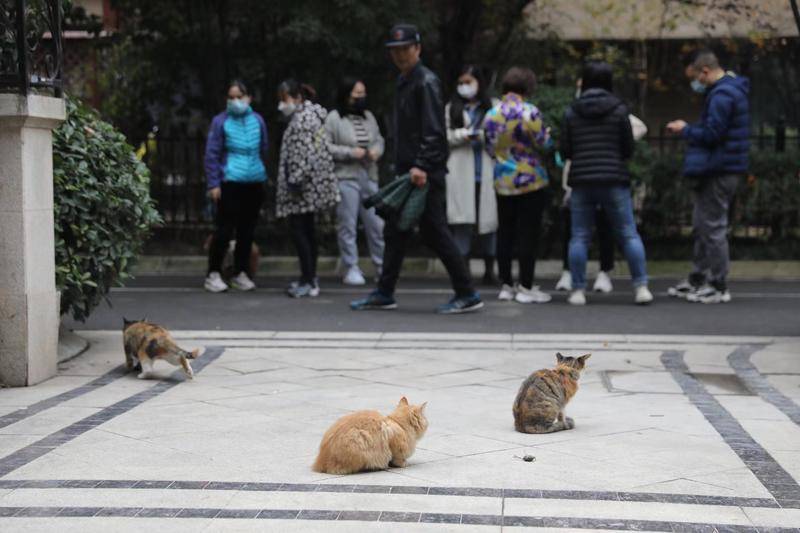 华商头条|小区内几十只流浪猫频频蹊跷死亡 业主怀疑是有人投毒