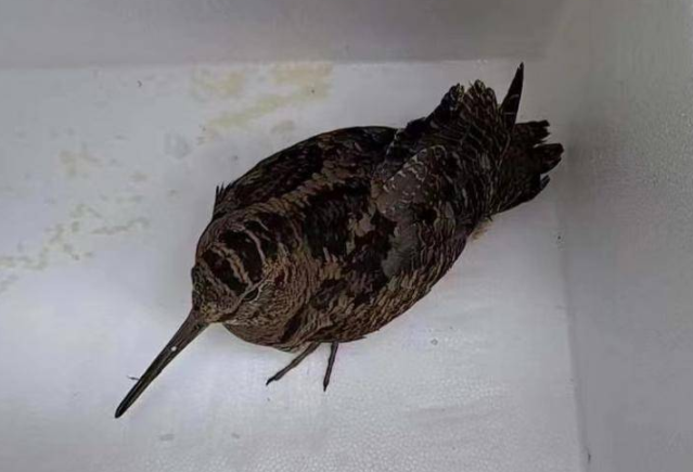 开元公园飞来只“受了伤的小家伙”  经确认是家二级保护动物丘鹬