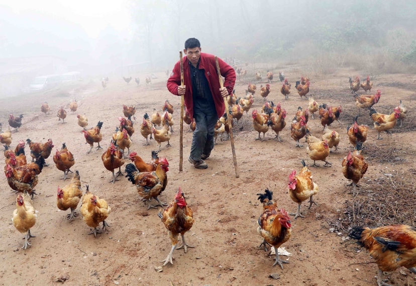 受疫情影响数千只鸡滞销 肢体残疾的养鸡场老板寻找客商现场看货购买