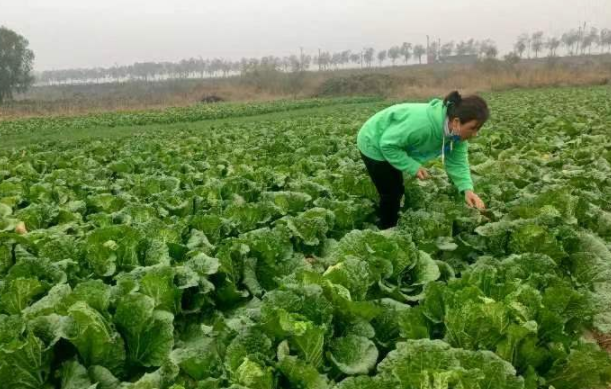 有需求可联系！种了20亩只卖出1亩的量 这里的白菜滞销了
