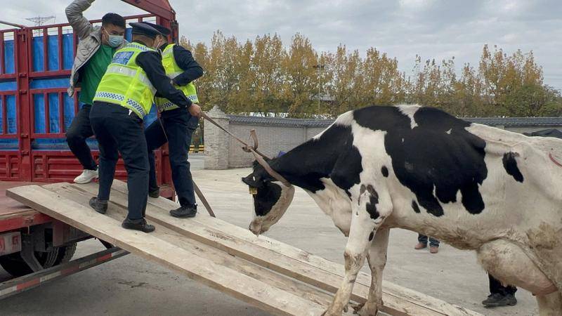历时5天 西安绕城高速“迷路奶牛”找到主人了