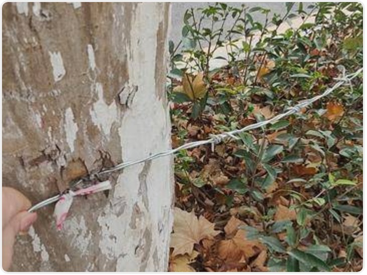 华商头条|小8跑街|红光路这处行道树捆绑着铁丝 莲湖城管：辖区中队处理