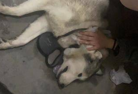 西安一宠物狗踩入积水倒地后死亡 主人准备挪开时双手发麻疑似触电