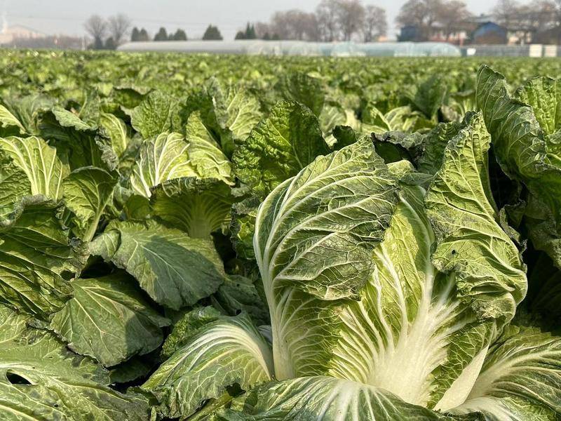 爱心助农 直播带菜|西咸新区王守村60万余斤蔬菜待售 记者直播连线客商菜农