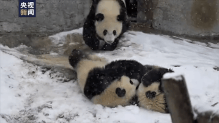 越冷越开心 秦岭大熊猫雪地撒欢