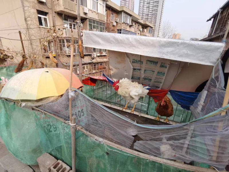 华商记者帮|对面楼顶养了8只鸡半夜扰邻 民警介入后承诺年前停养