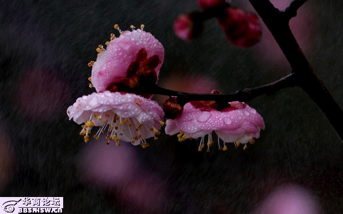 华商头条|上海新虹桥花园寻梅遇雨