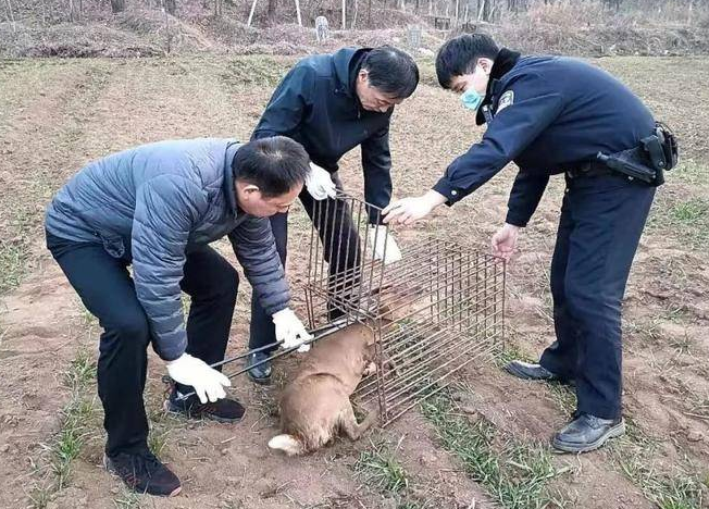 菜地里闯入“不速之客”  长安警方将迷路的麂子放归大自然
