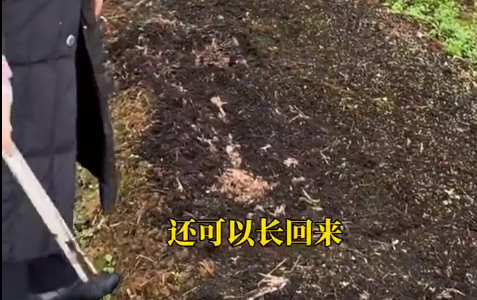 华商头条|小伙种菇失败却成功召唤农科院专家 指导后三天就出菇