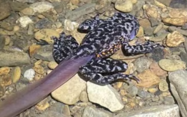 重庆武隆800米深竖井内发现中国特有濒危物种红点齿蟾