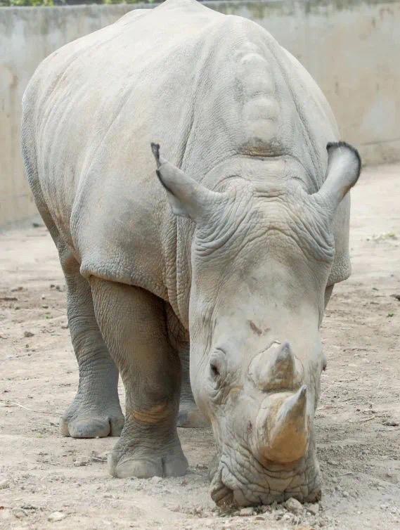2个月体重100斤 西安秦岭野生动物园白犀宝宝征名