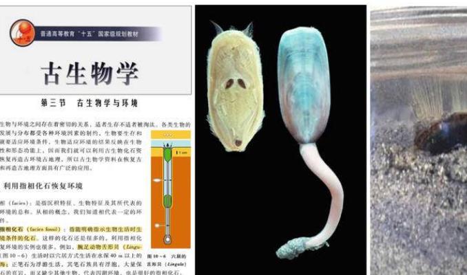 西大古生物最新成果：舌形贝类穴居型生活方式在奥陶时期就已建立