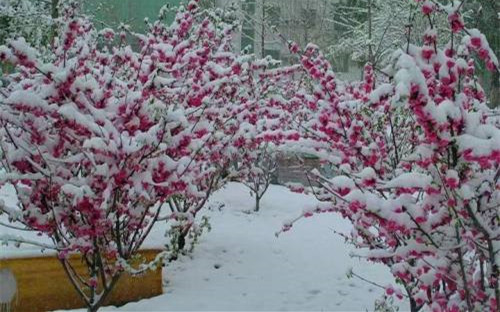 下雪了！16日气温突降 安康多地迎来最美春日“雪景”