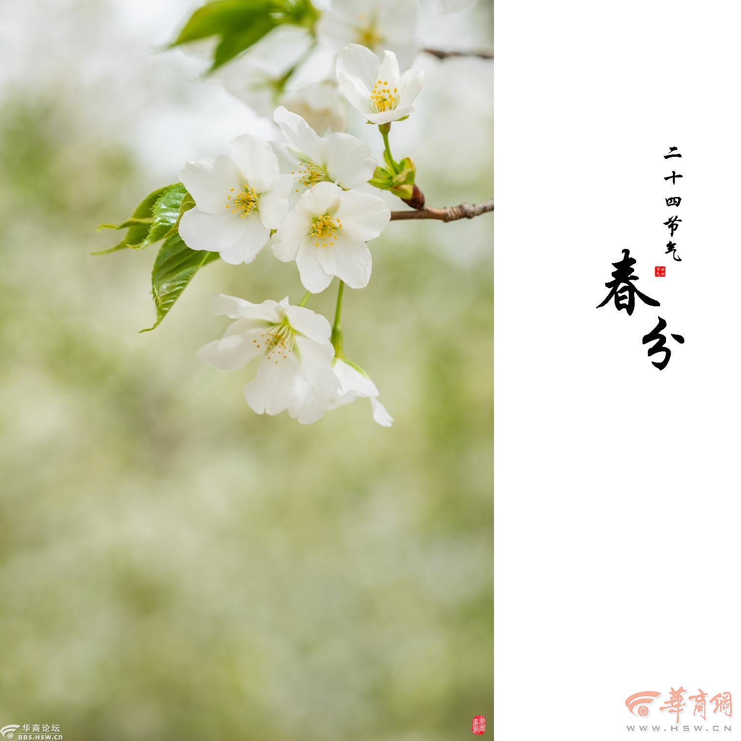 【二十四节气·春分】玄鸟清歌梨花雪，春半风暖海棠红