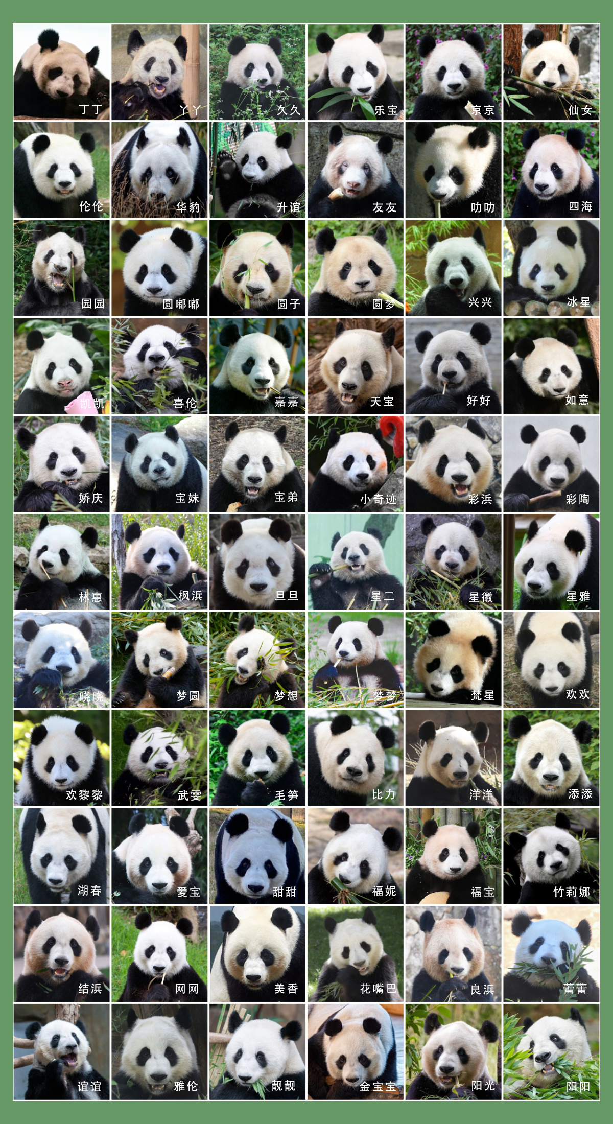 傻傻分不清盘点旅居海外熊猫界网红