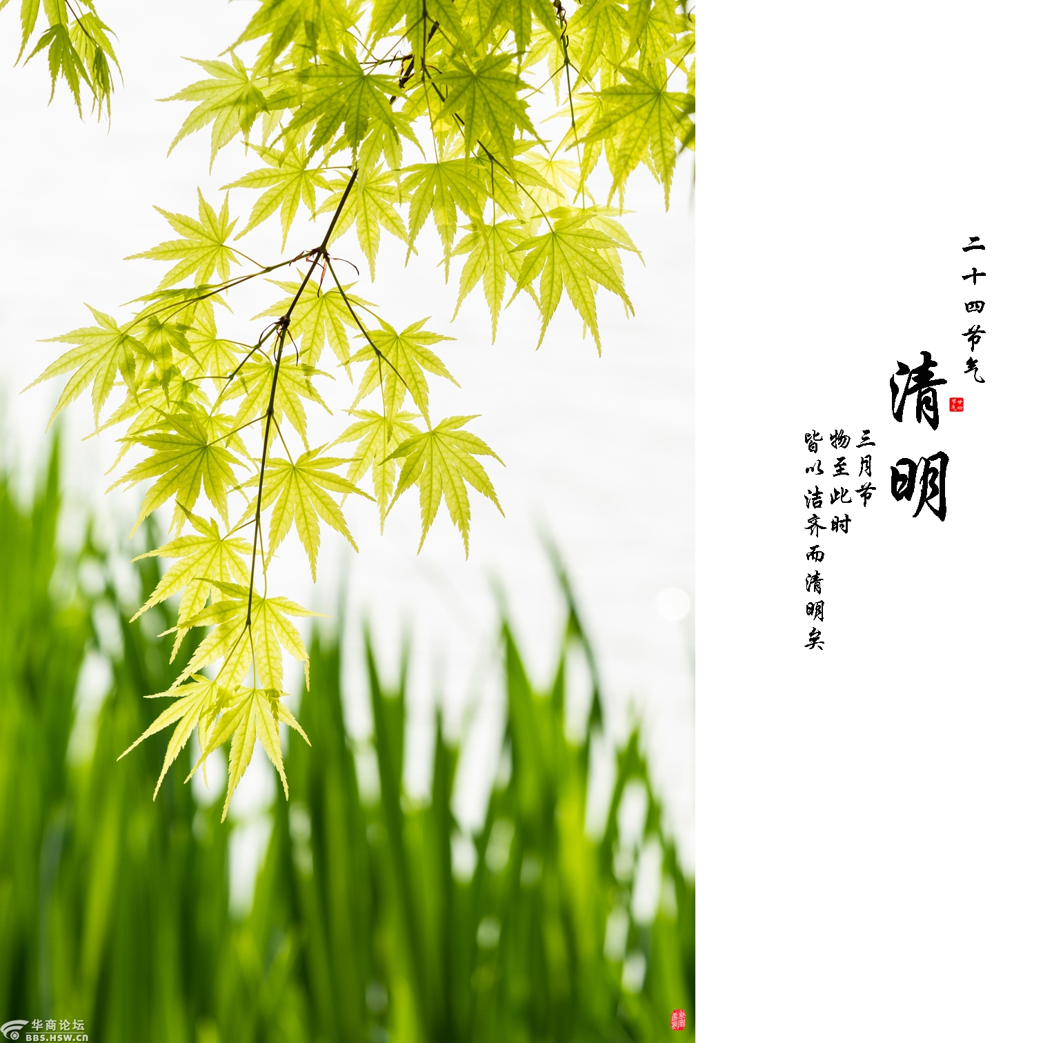 【二十四节气·清明】春草荣翠花着锦，惠风烟柳映华茵 