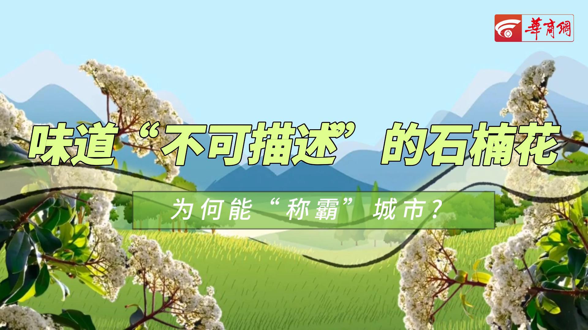 Shǎn动实验室|味道“不可描述”的石楠花 为何能“称霸城市”？