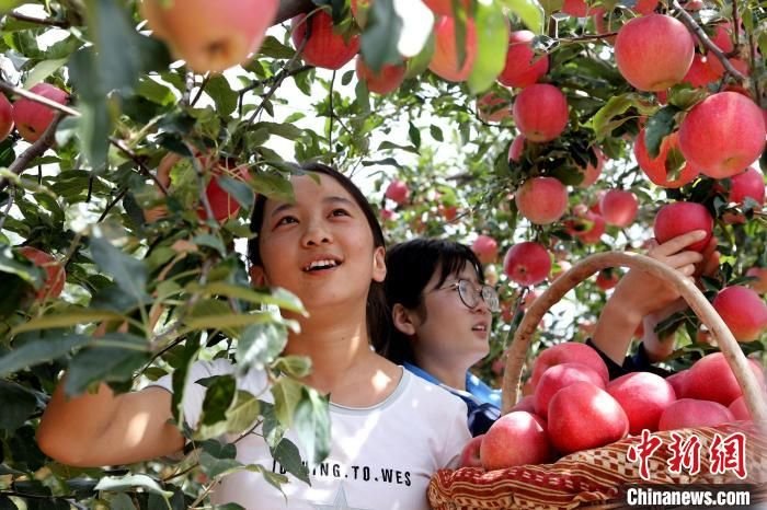 图为民众采摘“洛川苹果”。(资料图) 洛川县融媒体中心供图
