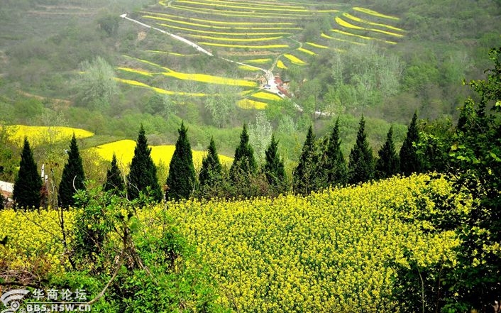 华商头条|燃灯寺的油菜花