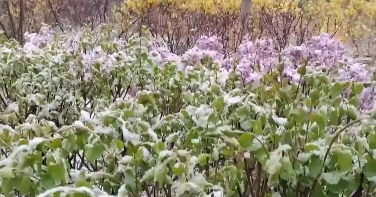 暮春时节为何出现如此强度的冷空气？专家解读