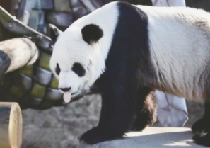中国动物园协会发布关于大熊猫“乐乐”死因报告的情况说明