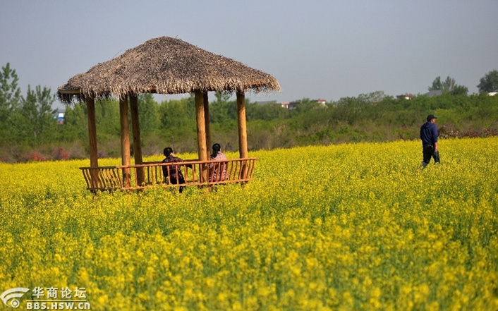 华商头条|户县油菜花海与水亭玫瑰园