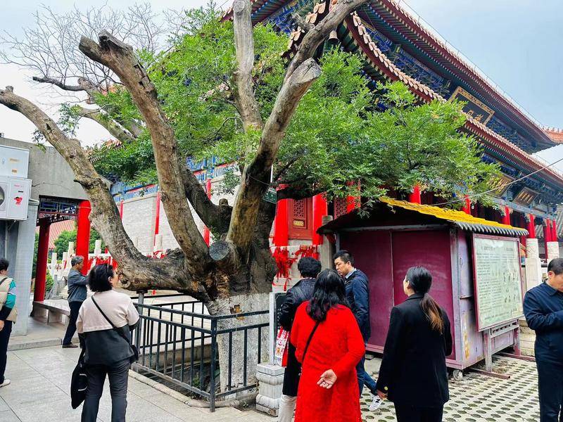 古树话长安|骊山女娲宫300多年皂角树 被叫做“八戒树”