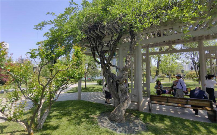 盘曲遒劲岁岁相见 这里有株百年紫藤