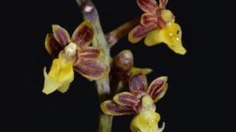 2022年这些新物种被收录 这些被宣布灭绝