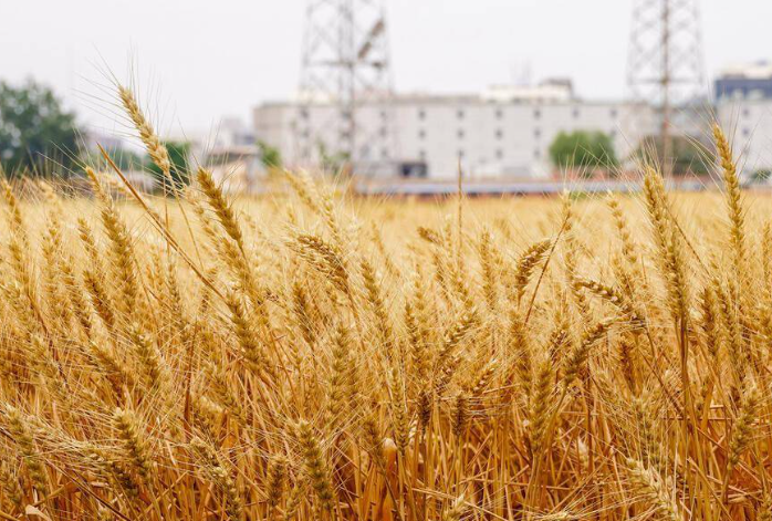 陕西多地紧急通知: 全力抢收小麦 及时解决堵点卡点