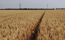 西安市发布当前小麦成熟期收获标准技术指导意见