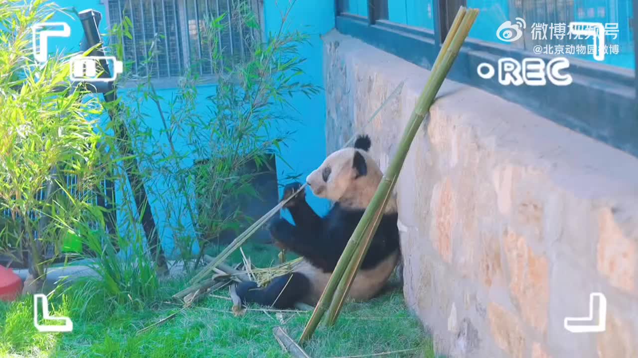 状态明显变好！北京动物园发布丫丫最新外场视频