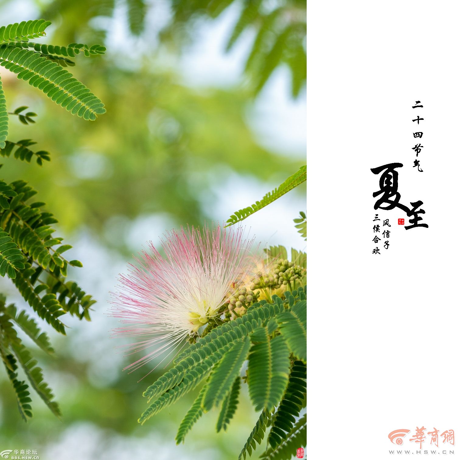 【二十四节气·夏至】碧草鲜荷花始艳，绿树浓荫蝉暳鸣