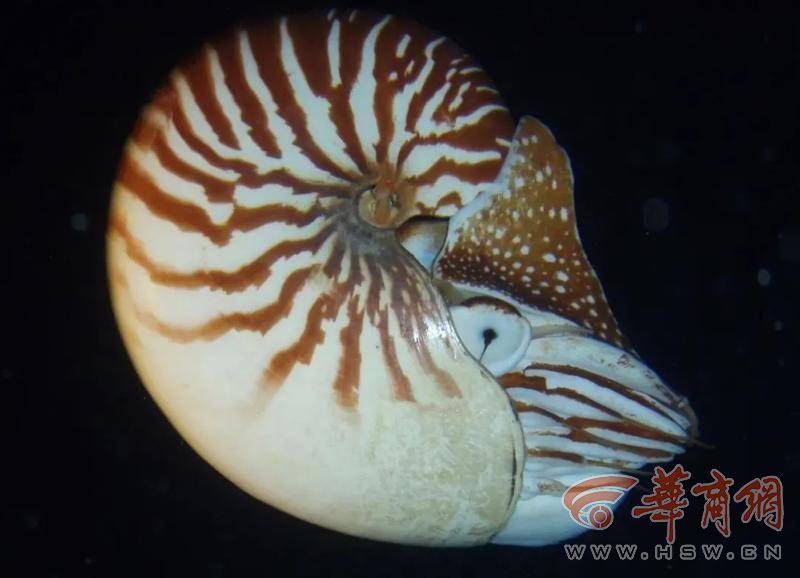 鹦鹉螺.jpg
