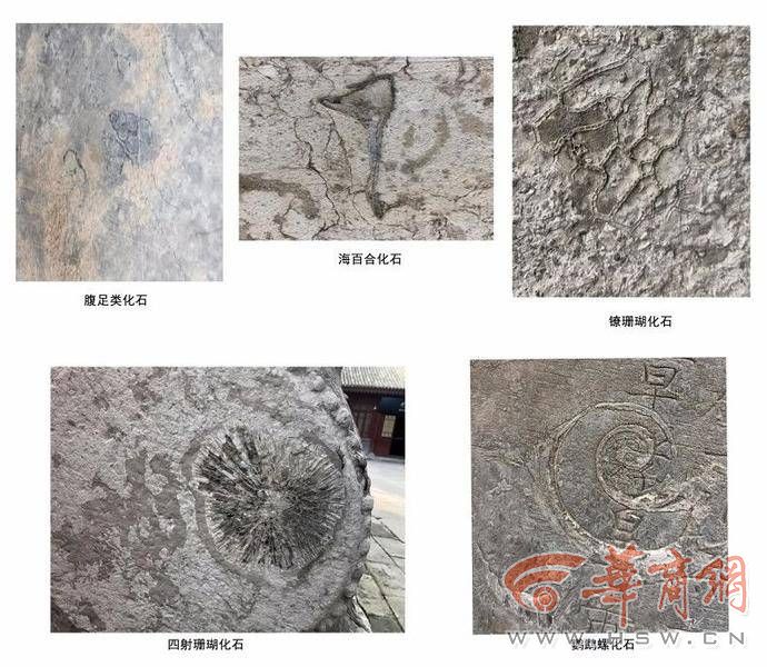 碑林化石1-1.jpg