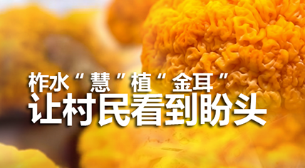 华商头条|乡味丨陕西柞水：“慧”植“金耳” 让村民看到盼头